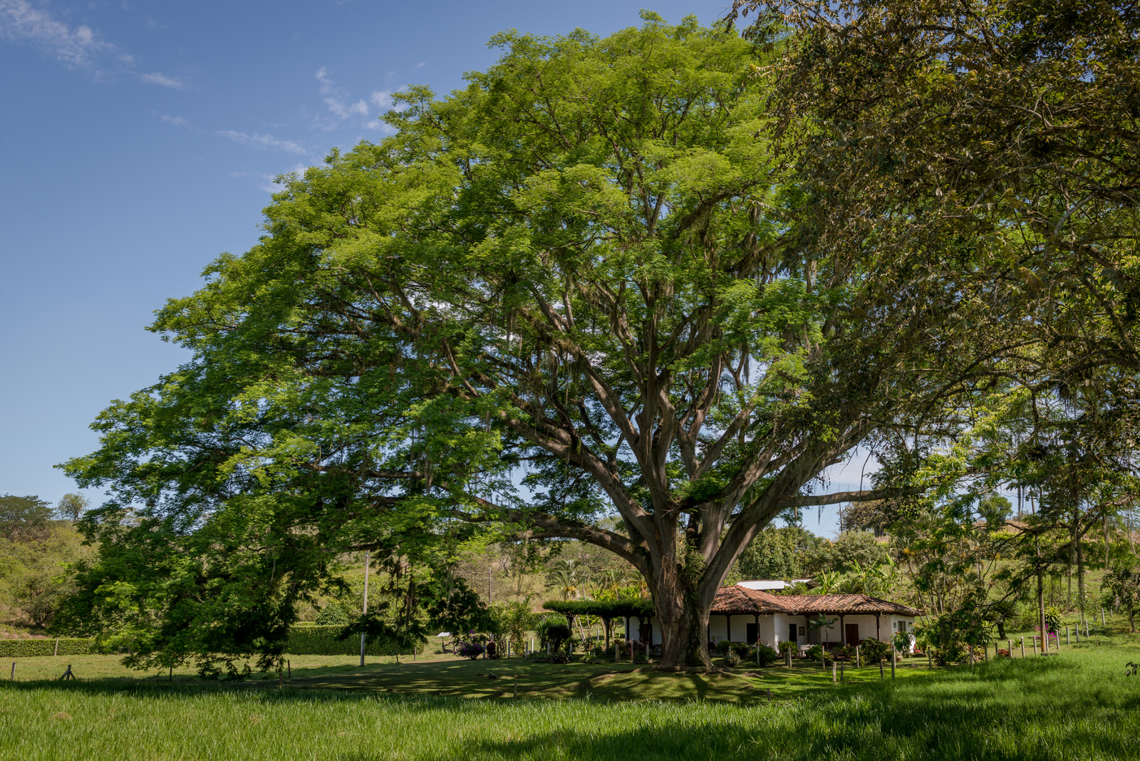 Finca Samán La Victoria