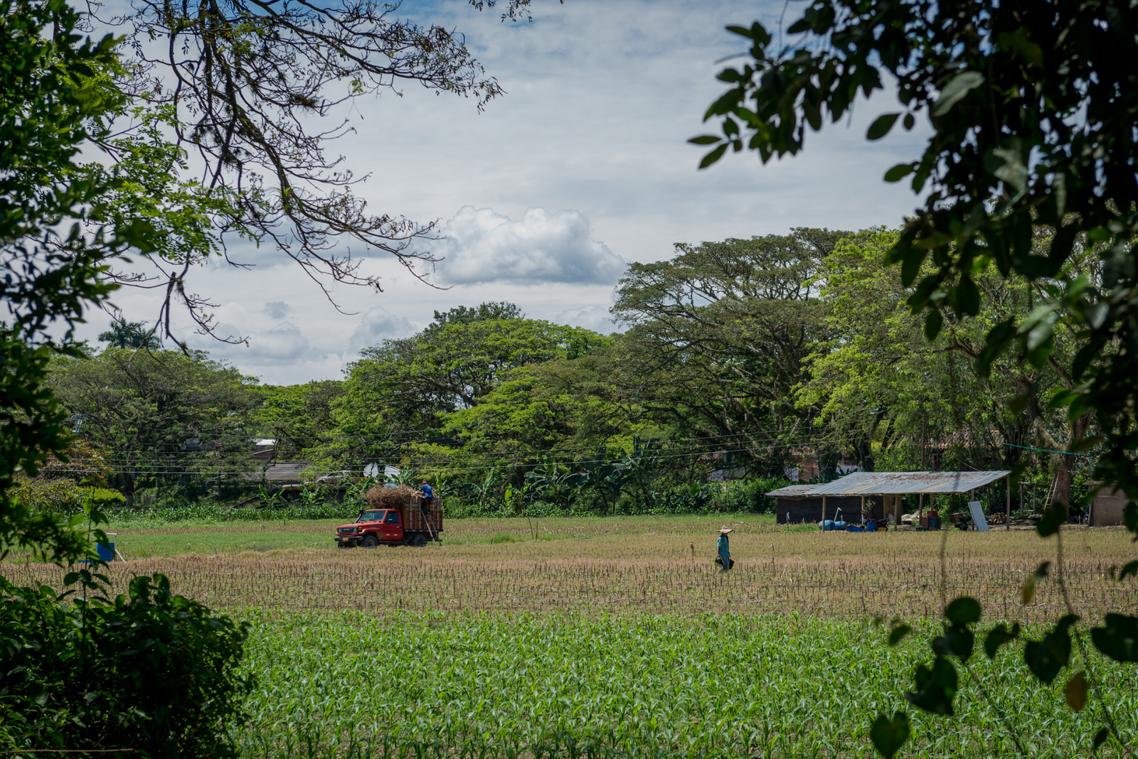 Cultivos La Victoria