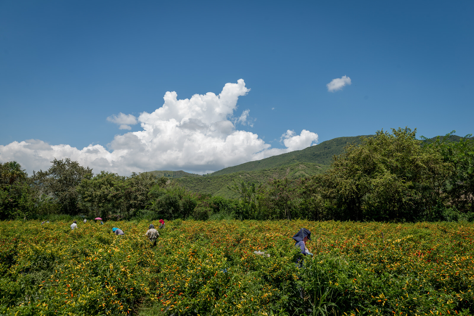 Cultivo de Ají Toro