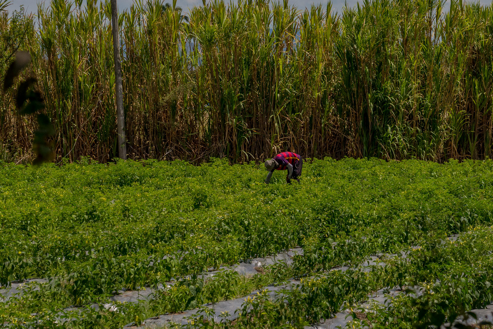 Cultivo Roldanillo