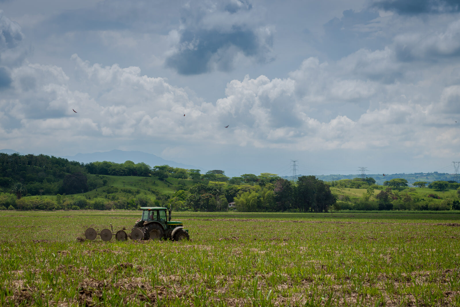 Agricultura Siembra Caña de Azúcar Ansermanuevo